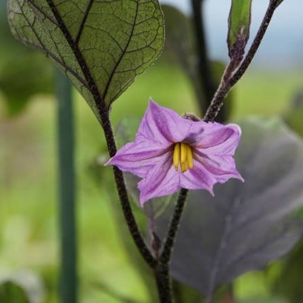 茄子の花